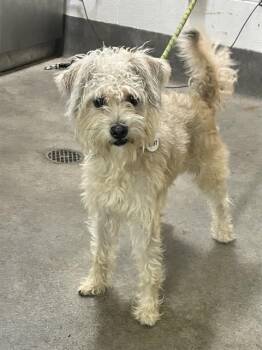 DINERO -  Yorkshire Terrier and Poodle Dog for Adoption - DINERO | PetCurious