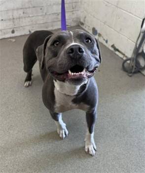 VIOLET -  Pit Bull Terrier Dog for Adoption in San Bernardino, California - VIOLET | PetCurious