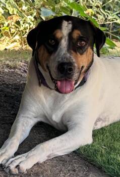 Rescue Hound and Labrador Retriever Dogs for Adoption in Dallas, Texas - Apple | PetCurious