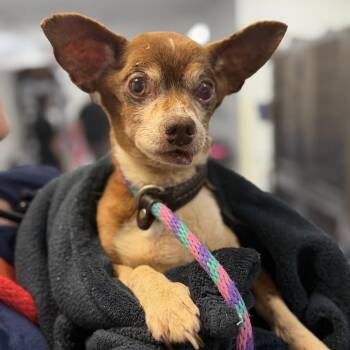 Brutus -  Chihuahua Dog for Adoption in West Chester, Pennsylvania - Brutus | PetCurious