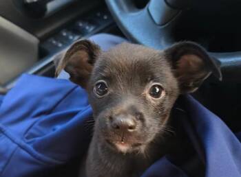 Bear -  Labrador Retriever Dog for Adoption in Bloomington, Indiana - Bear | PetCurious