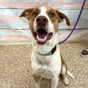 Rescue Mixed Breed Dogs for Adoption in Cheyenne, Wyoming - Sherlock | PetCurious