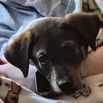 Terrier and Hound Dogs Available for Adoption in Wake Forest, North Carolina - Luzerne | PetCurious