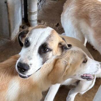 Tramp -  Great Pyrenees Dog for Adoption in Lake Jackson, Texas - Tramp | PetCurious