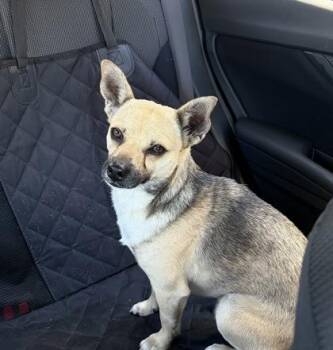 Chihuahua and Mixed Breed Dogs Available for Adoption - Rico | PetCurious
