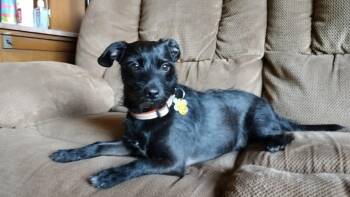 Bert -  Terrier and Chihuahua Dog for Adoption in Minneapolis, Minnesota - Bert | PetCurious