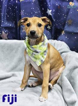 Fiji -  Terrier Dog for Adoption in Newport, Kentucky - Fiji | PetCurious