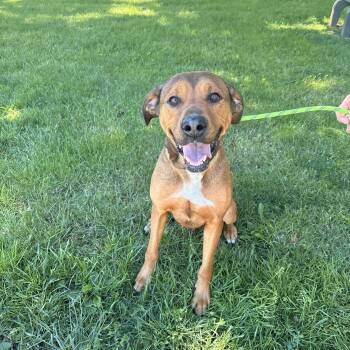 Bo -  Black Mouth Cur Dog for Adoption in Medina, Ohio - Bo | PetCurious
