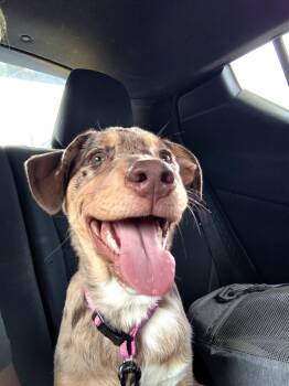 Mazikeen -  Catahoula Leopard Dog Dog for Adoption in Mount Pleasant, Texas - Mazikeen | PetCurious