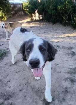 Rescue Saint Bernard Dogs for Adoption in Tacoma, Washington - Milo | PetCurious