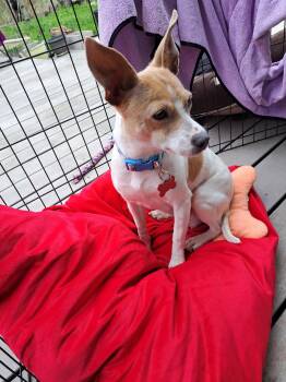Chihuahua Dogs Available for Adoption in Grafton, Wisconsin - Mama Peaches | PetCurious