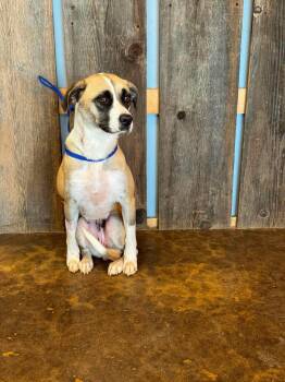 CLEO 425 -  Anatolian Shepherd Dog for Adoption in New Berlin, Wisconsin - CLEO 425 | PetCurious