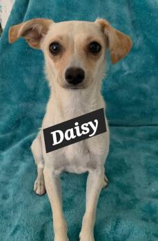 Daisy -  Terrier and Chihuahua Dog for Adoption in Tracy, California - Daisy | PetCurious