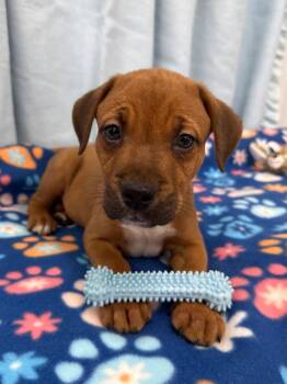 Cheddar -  Labrador Retriever and Pit Bull Terrier Dog for Adoption in East Sparta, Ohio - Cheddar | PetCurious