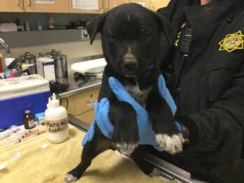 Australian Cattle Dog Blue Heeler and Mixed Breed Dogs Available for Adoption - GOBLIN | PetCurious