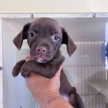Wiggins -  Chihuahua and Dachshund Dog for Adoption in San Pablo, California - Wiggins | PetCurious