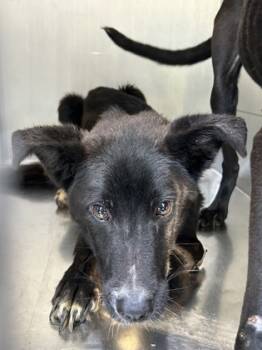 Rescue Retriever and Mixed Breed Dogs for Adoption in Fort Worth, Texas - 57864354 | PetCurious