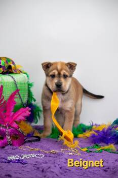 Shar Pei Dogs Available for Adoption - Beignet | PetCurious