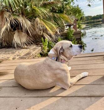 Linda Lou -  Labrador Retriever and American Staffordshire Terrier Dog for Adoption in Austin, Texas - Linda Lou | PetCurious