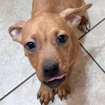 Labrador Retriever and Hound Dogs Available for Adoption - Journey Zoom | PetCurious