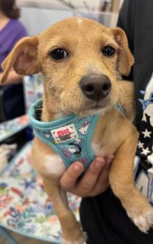 Aubie -  Wirehaired Dachshund and Miniature Pinscher Dog for Adoption in Schertz, Texas - Aubie | PetCurious