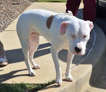 Pen 141 Pinkie -  Pit Bull Terrier Dog for Adoption in Lawrenceville, Georgia - Pen 141 Pinkie | PetCurious