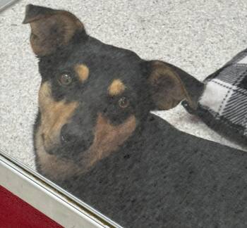 Rescue Doberman Pinscher Dogs for Adoption in Lake Havasu City, Arizona - Willow | PetCurious