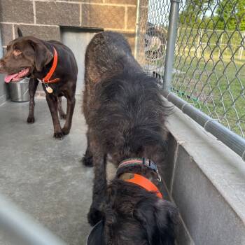 Rescue Chocolate Labrador Retriever and Standard Poodle Dogs for Adoption in Savannah, Georgia - Lacy | PetCurious