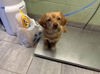 DOUGLAS -  Dachshund and Mixed Breed Dog for Adoption in Grand Prairie, Texas - DOUGLAS | PetCurious