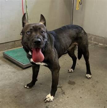 Rescue German Shepherd Dog Dogs for Adoption in Camarillo, California - MAJOR | PetCurious