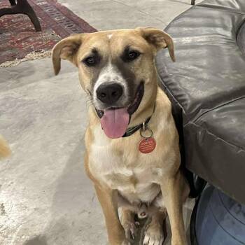 Rescue Black Mouth Cur and Carolina Dog Dogs for Adoption in Seguin, Texas - Flip | PetCurious
