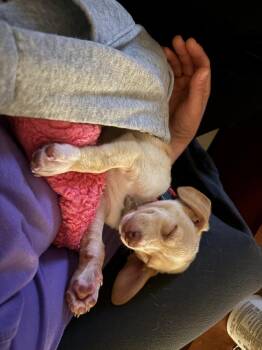 Mixed Breed and Chihuahua Dogs Available for Adoption - Frankie | PetCurious