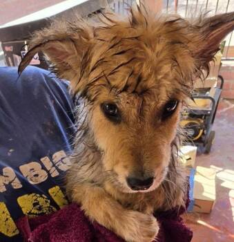 Fox -  German Shepherd Dog and Australian Cattle Dog Blue Heeler Dog for Adoption in Scottsdale, Arizona - Fox | PetCurious