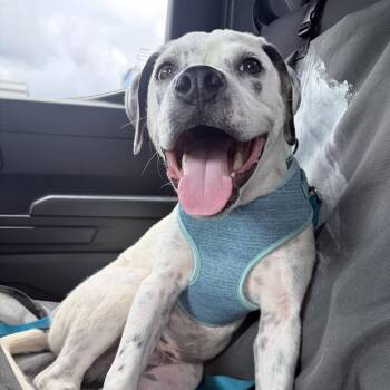 Ryland @ Foster -  Mixed Breed Dog for Adoption in Summerville, South Carolina - Ryland @ Foster | PetCurious