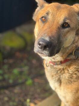 Rescue German Shepherd Dog Dogs for Adoption in Santa Monica, California - Kristi | PetCurious