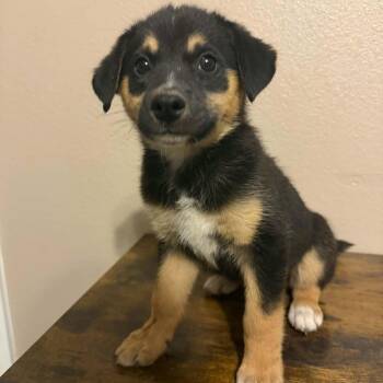Shepherd Dogs Available for Adoption in Harlingen, Texas - Conrad | PetCurious