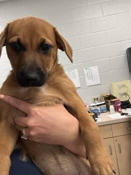 VIOLA -  Bloodhound and Mixed Breed Dog Available for Adoption in Corpus Christi, Texas - VIOLA | PetCurious