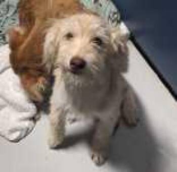 Sasha~FOSTER or FOTSER TO ADOPT NEEDED~ -  Terrier Dog for Adoption in Minneapolis, Minnesota - Sasha~FOSTER Or FOTSER TO ADOPT NEEDED~ | PetCurious