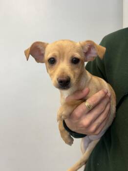 Chihuahua and Terrier Dogs Available for Adoption in Ontario, California - Jose | PetCurious