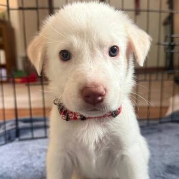 Labrador Retriever and Great Pyrenees Dogs Available for Adoption - Bit | PetCurious