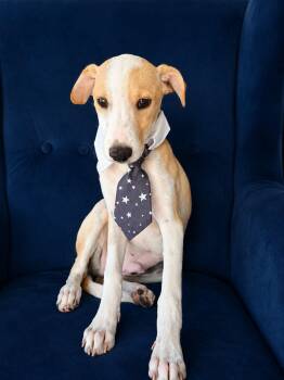 Merlot -  Greyhound and Terrier Dog for Adoption in Poway, California - Merlot | PetCurious
