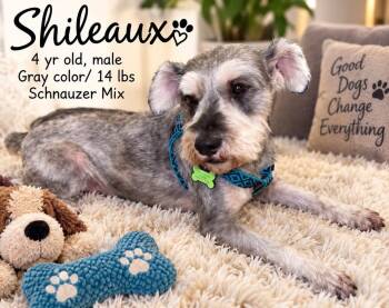 Shileaux -  Schnauzer Dog for Adoption in Walker, Louisiana - Shileaux | PetCurious