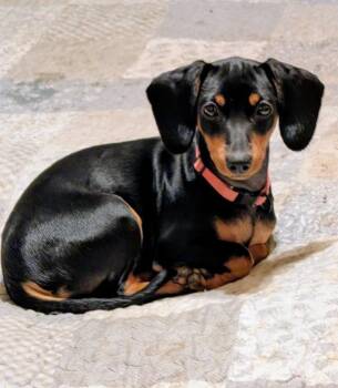 Pepper -  Dachshund Dog for Adoption in Watertown, Connecticut - Pepper | PetCurious