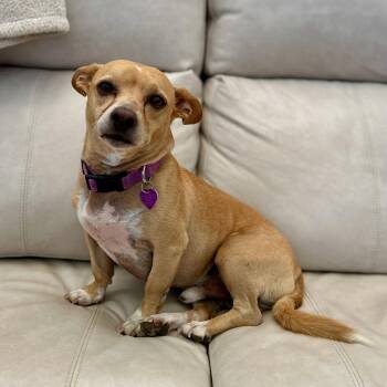 MJ #2 -  Chihuahua Dog for Adoption in Denver, Colorado - MJ #2 | PetCurious
