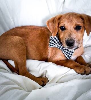 Rescue Hound and Shepherd Dogs for Adoption in Trenton, New Jersey - Gus | PetCurious