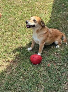 Walter -  Beagle and Chihuahua Dog for Adoption in Troy, Alabama - Walter | PetCurious