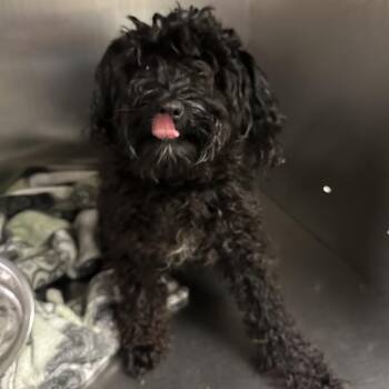 Ella Umbrella -  Mixed Breed Dog for Adoption in Philadelphia, Pennsylvania - Ella Umbrella | PetCurious