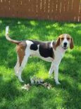 Hank -  American Foxhound Dog Available for Adoption in Canon City, Colorado - Hank | PetCurious