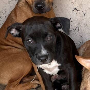 Cardigan Welsh Corgi and Mixed Breed Dogs Available for Adoption - Poppy | PetCurious