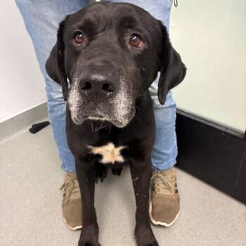 Lil Bear -  German Shepherd Dog and Rottweiler Dog Available for Adoption in Abilene, Texas - Lil Bear | PetCurious